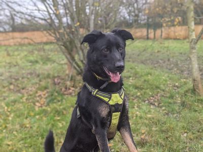 Max | Crossbreed | Shrewsbury (Shropshire) - 4