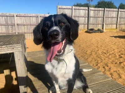 Harley | Spaniel (English Springer) Cross | Salisbury (Wiltshire) - 5