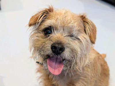 Freddy | Terrier (Border) Cross | Cardiff - 3