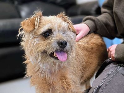 Freddy | Terrier (Border) Cross | Cardiff - 5