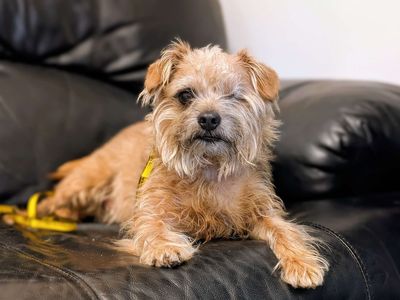 Freddy — Terrier (Border) Cross