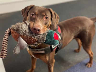 Pixie | Crossbreed | Darlington - 2