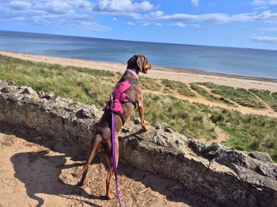 Pixie | Crossbreed | Darlington - 4