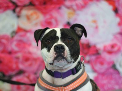 Rocky | Terrier (Staffordshire Bull) | Glasgow - 4