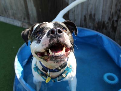 Rocky | Terrier (Staffordshire Bull) | Glasgow - 4