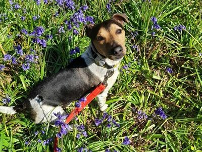 Mario | Terrier (Jack Russell) | Evesham (Worcestershire) - 3