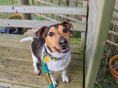 Mario | Terrier (Jack Russell) | Evesham (Worcestershire) - 5