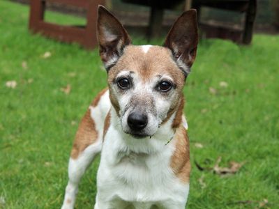 Freya | Terrier (Jack Russell) | Merseyside (Liverpool) - 3