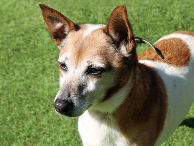 Freya | Terrier (Jack Russell) | Merseyside (Liverpool) - 5