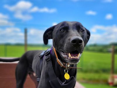 Norman | Crossbreed | Salisbury (Wiltshire) - 2