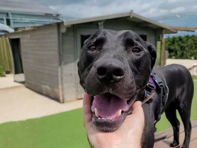 Norman | Crossbreed | Salisbury (Wiltshire) - 4