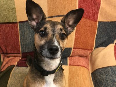 Scrappy | Terrier (Jack Russell) Cross | Shoreham (Sussex) - 2