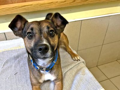 Scrappy | Terrier (Jack Russell) Cross | Shoreham (Sussex) - 4