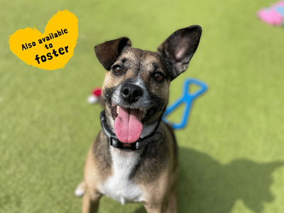 Scrappy — Terrier (Jack Russell) Cross