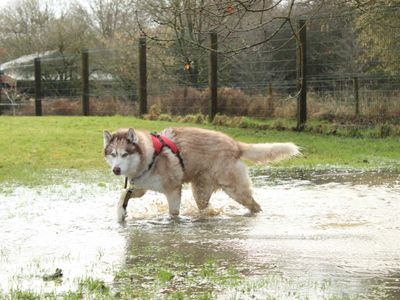 Theo | Siberian Husky Cross | Newbury (Berkshire) - 2