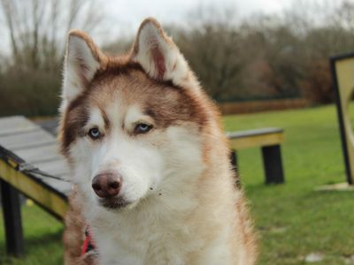 Theo | Siberian Husky Cross | Newbury (Berkshire) - 5