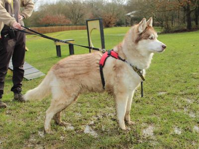 Theo | Siberian Husky Cross | Newbury (Berkshire) - 3