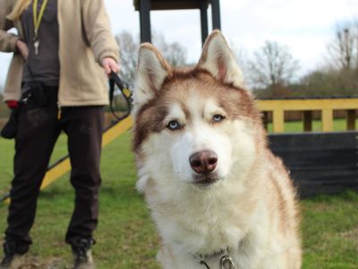 Theo | Siberian Husky Cross | Newbury (Berkshire) - 2
