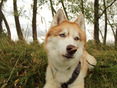 Theo | Siberian Husky Cross | Newbury (Berkshire) - 4