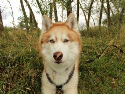 Theo | Siberian Husky Cross | Newbury (Berkshire) - 4