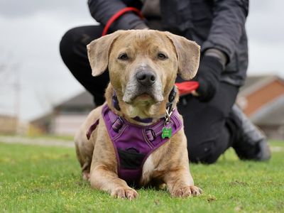 Milo | Terrier (Staffordshire Bull) Cross | Leeds - 3