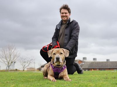 Milo | Terrier (Staffordshire Bull) Cross | Leeds - 5