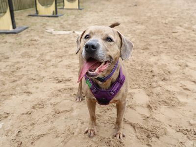 Milo | Terrier (Staffordshire Bull) Cross | Leeds - 2