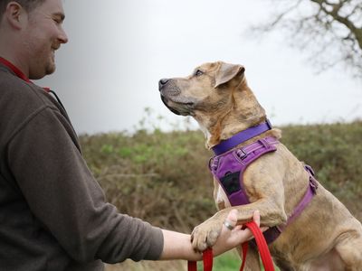Milo | Terrier (Staffordshire Bull) Cross | Leeds - 4