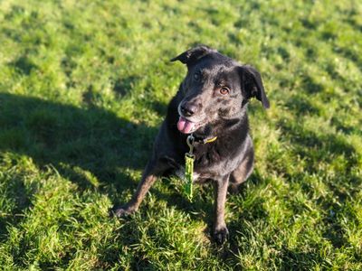 Opie | Collie (Border) Cross | Bridgend (Wales) - 4
