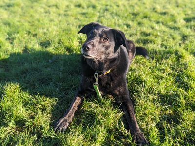 Opie | Collie (Border) Cross | Bridgend (Wales) - 2
