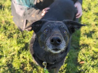 Opie | Collie (Border) Cross | Bridgend (Wales) - 2
