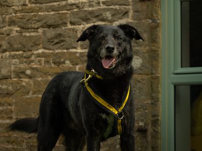 Opie | Collie (Border) Cross | Bridgend (Wales) - 4