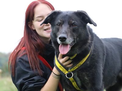 Opie | Collie (Border) Cross | Leeds - 3