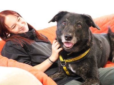 Opie | Collie (Border) Cross | Leeds - 2