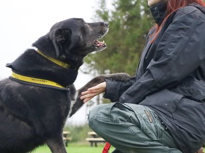 Opie | Collie (Border) Cross | Leeds - 4
