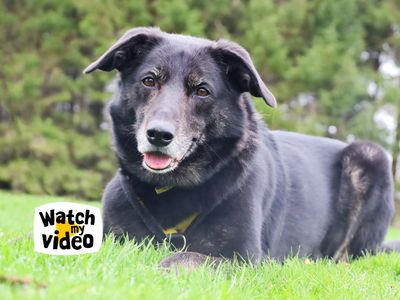 Opie | Collie (Border) Cross | Leeds - 4