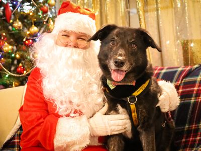 Opie | Collie (Border) Cross | Leeds - 2