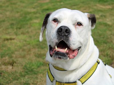 Angel, a 8 years old female Bulldog available for adoption from Dogs Trust in Merseyside (Liverpool)