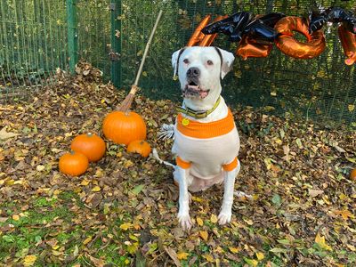 Angel | American Bulldog | Merseyside (Liverpool) - 3