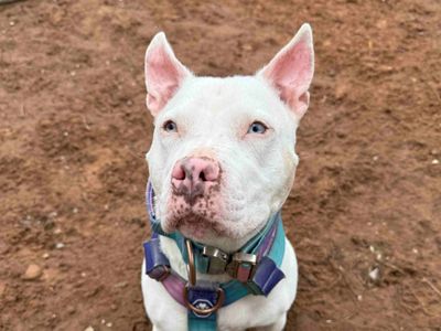 Nova | Terrier (Staffordshire Bull) Cross | Loughborough - 5