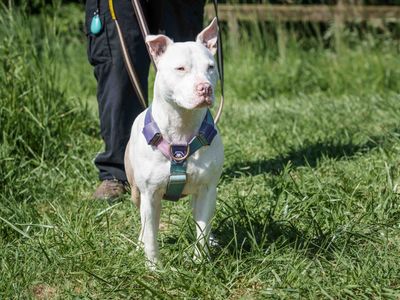 Nova | Terrier (Staffordshire Bull) Cross | Loughborough - 3