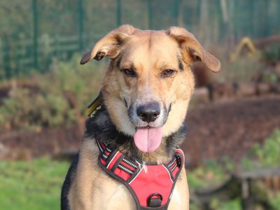 Chance | German Shepherd Dog Cross | Merseyside (Liverpool) - 1