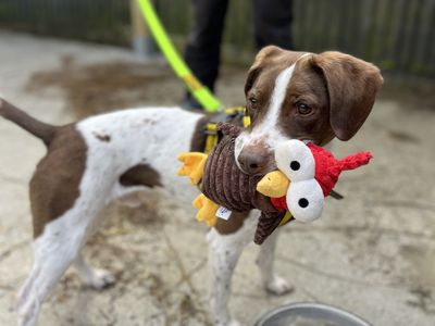Archie | Spaniel (English Springer) Cross | Shoreham (Sussex) - 5