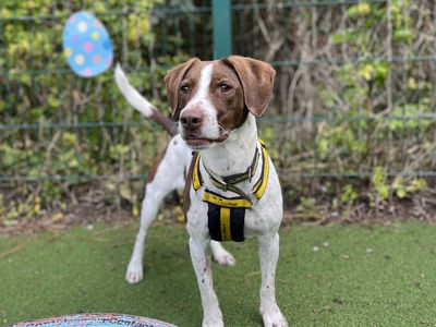 Archie | Spaniel (English Springer) Cross | Shoreham (Sussex) - 3