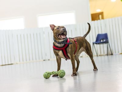 Paddy | Terrier (Staffordshire Bull) | Manchester - 3