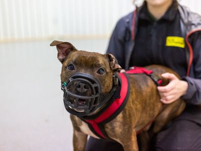 Paddy | Terrier (Staffordshire Bull) | Manchester - 5