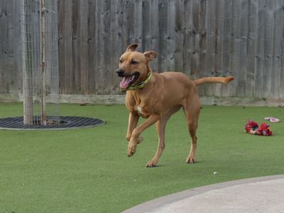 Pepsi | Crossbreed | Evesham (Worcestershire) - 5