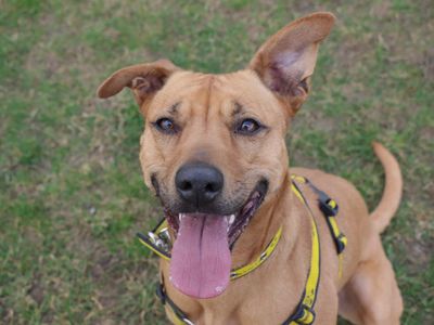 Pepsi | Crossbreed | Evesham (Worcestershire) - 3