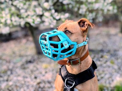 Pepsi | Crossbreed | Cardiff - 5