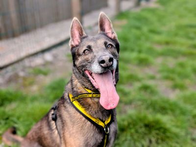 Lillie | Belgian Shepherd Dog (Malinois) | Cardiff - 2